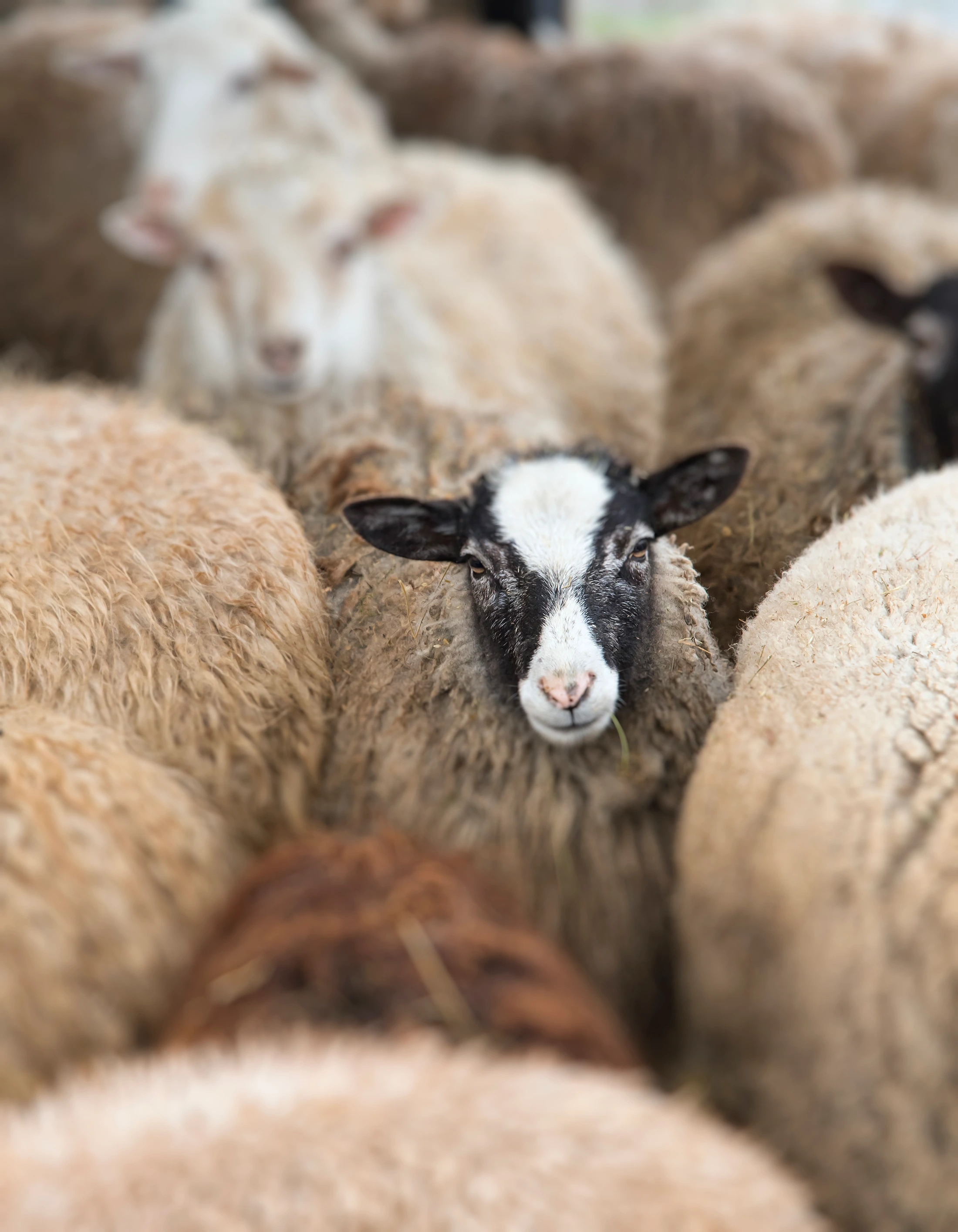 Feed For Sheep and Goat