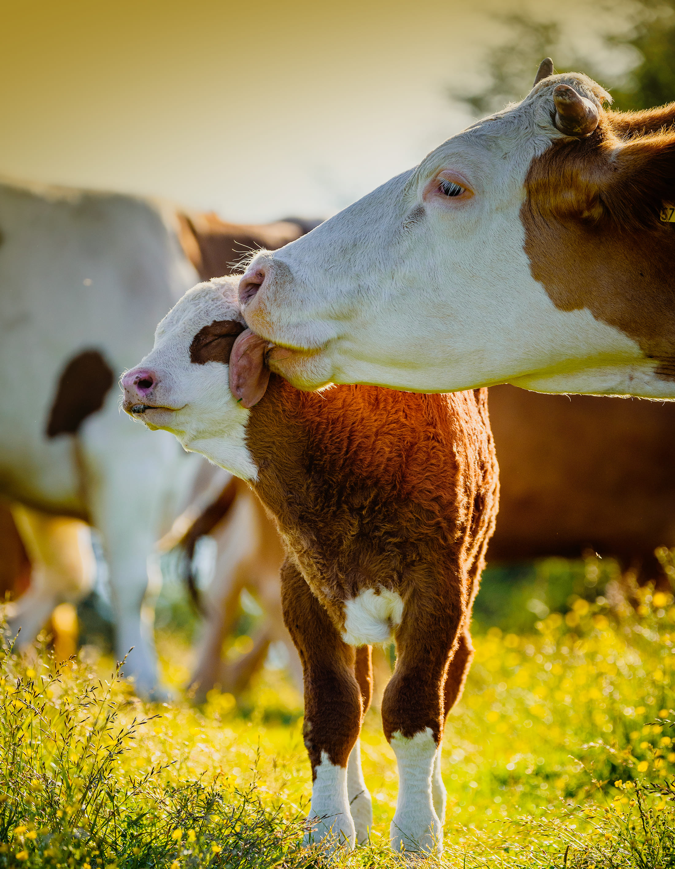 Calf Feed