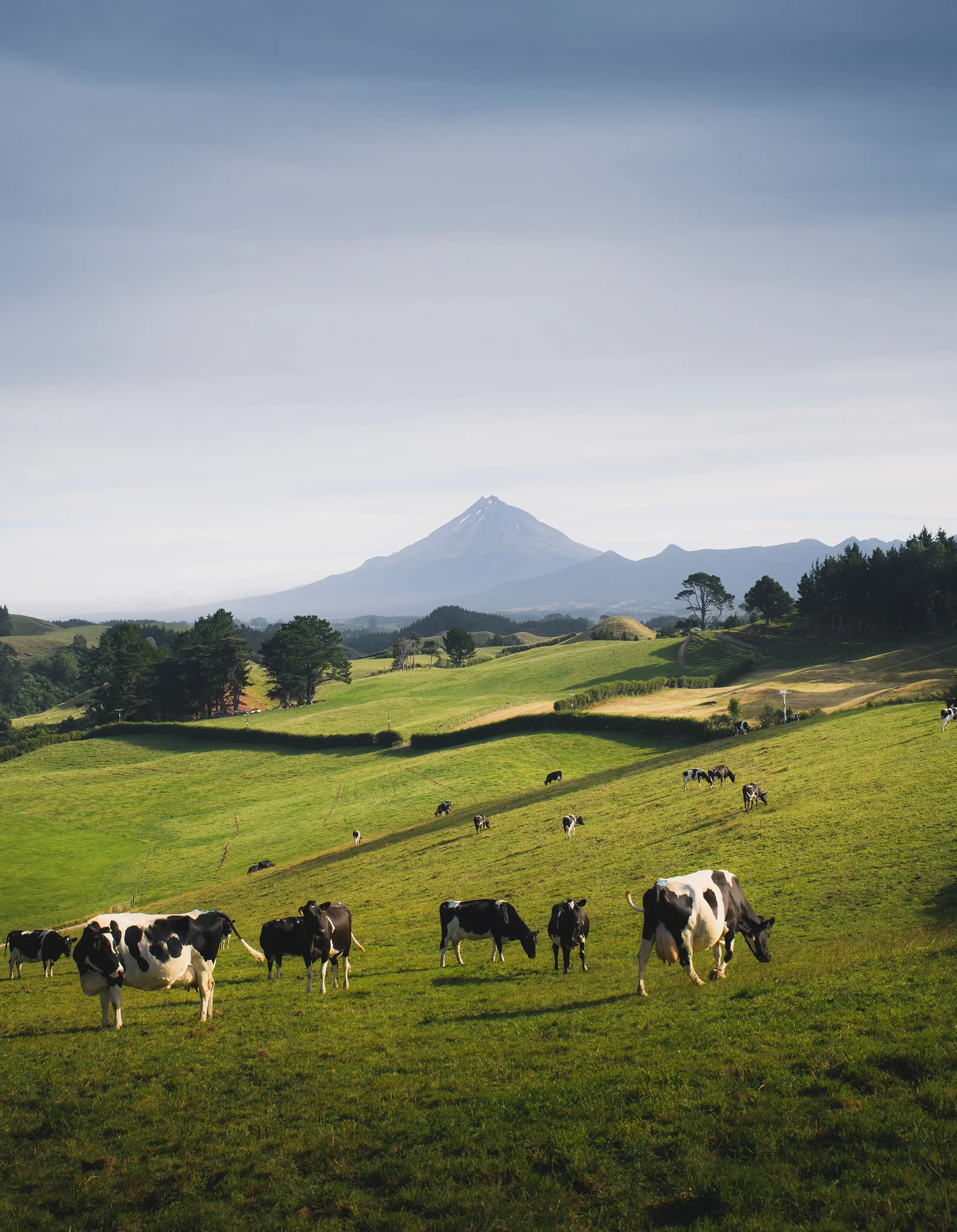 Feed for Dairy Cattle